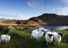 moutons irlandais