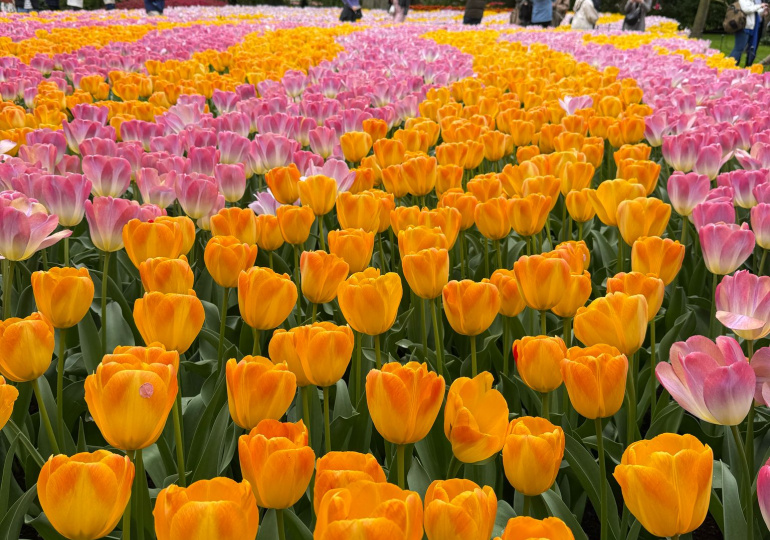 Parc de Keukenhoff Hollande Parc de Keukenhoff Hollande